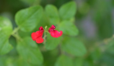 Bahçede yetişen pembe çiçeklere yakın.