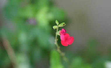 Bahçede yetişen pembe çiçeklere yakın.