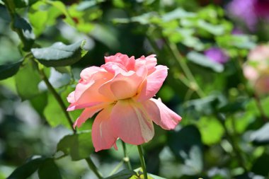 Bahçede güzel bir gül