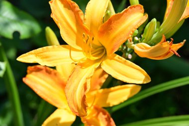 Çiçek tarlasında yetişen zambak çiçekleri