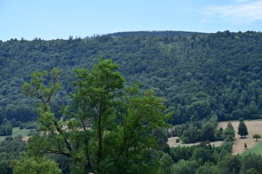 Dağ ormanında yeşil ağaçlar
