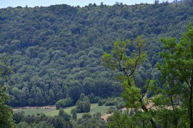 Bir dağ ormanı manzarası