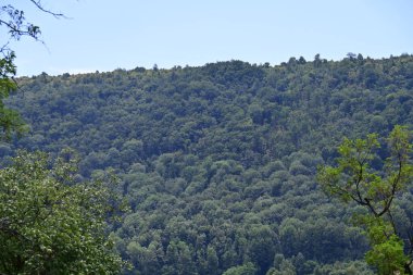 Güzel yeşil dağ orman