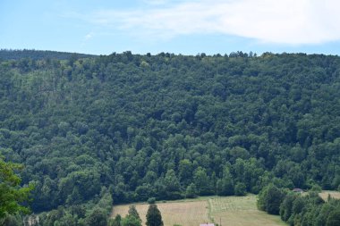 Dağ ormanında yeşil ağaçlar