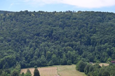Dağ ormanında yeşil ağaçlar