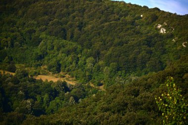 Dağ ormanında yeşil ağaçlar