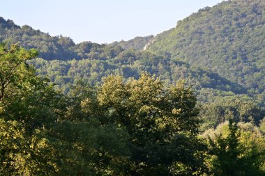 Dağ ormanında yeşil ağaçlar