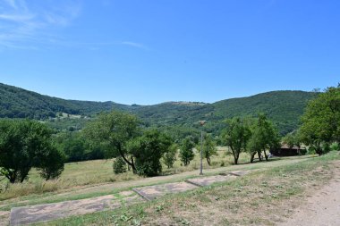 Dağ ormanında yeşil ağaçlar