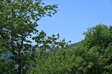 Dağ ormanında yeşil ağaçlar