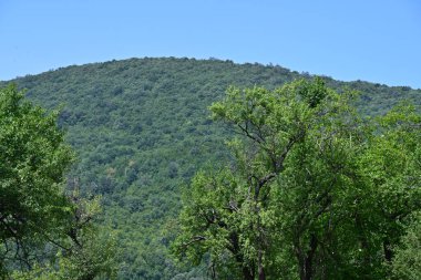 Dağ ormanında yeşil ağaçlar