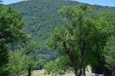 Dağ ormanında yeşil ağaçlar