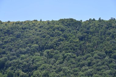 Dağ ormanında yeşil ağaçlar