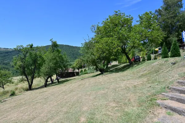 Dağ ormanında yeşil ağaçlar