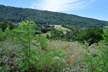 Dağ ormanında yeşil ağaçlar
