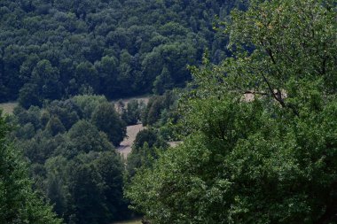 Dağ ormanında yeşil ağaçlar