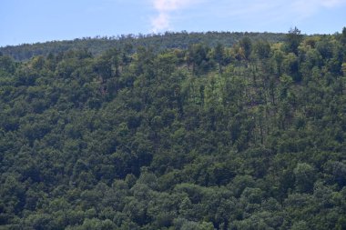 Dağ ormanında yeşil ağaçlar