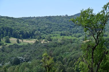 Dağ ormanında yeşil ağaçlar