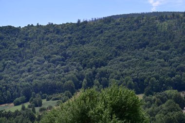 Dağ ormanında yeşil ağaçlar