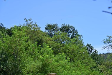 Dağ ormanında yeşil ağaçlar