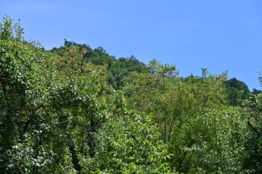 Dağ ormanında yeşil ağaçlar