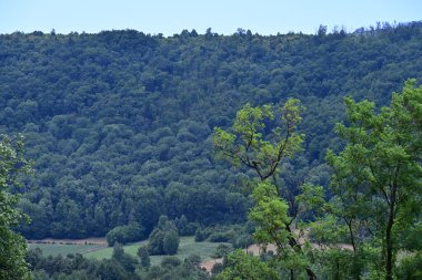 Dağ ormanında yeşil ağaçlar