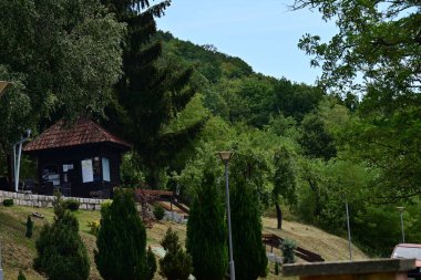 Dağ ormanında yeşil ağaçlar