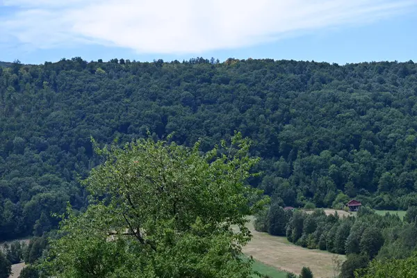 Dağ ormanında yeşil ağaçlar