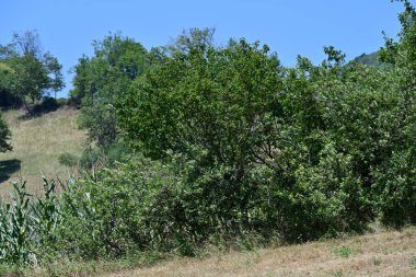 Dağ ormanında yeşil ağaçlar