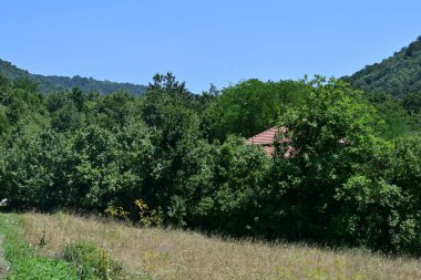 Dağ ormanında yeşil ağaçlar