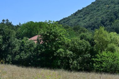 Dağ ormanında yeşil ağaçlar