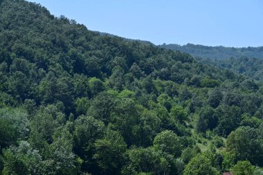 Dağ ormanında yeşil ağaçlar