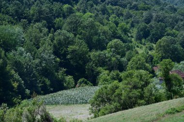 Dağ ormanında yeşil ağaçlar