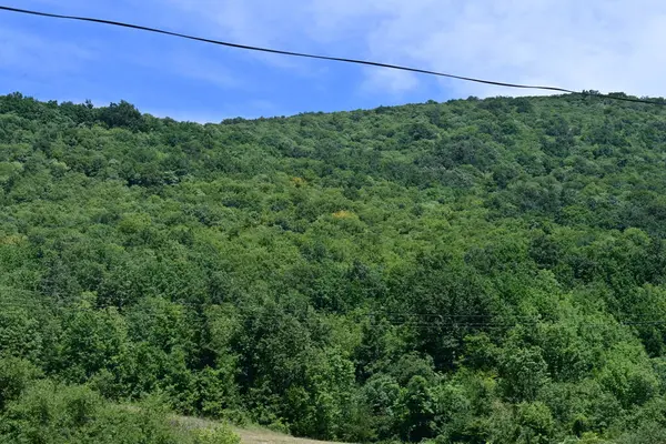 Dağ ormanında yeşil ağaçlar