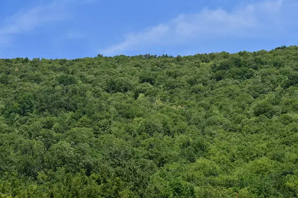 Dağ ormanında yeşil ağaçlar