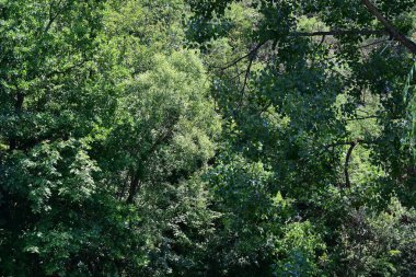 Dağ ormanında yeşil ağaçlar