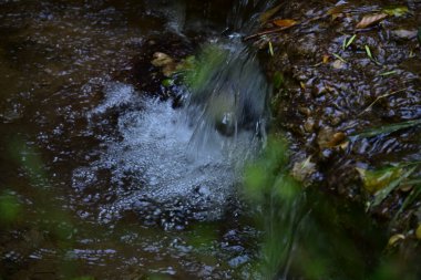 Ormanda güzel bir şelale