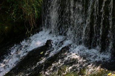 Ormanda güzel bir şelale