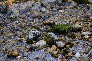Ormandaki güzel su akıntısı