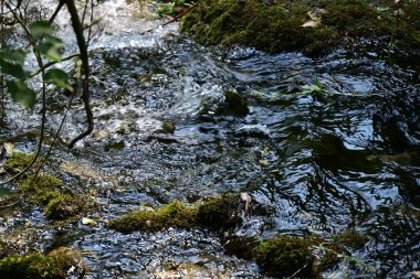 Ormandaki güzel su akıntısı