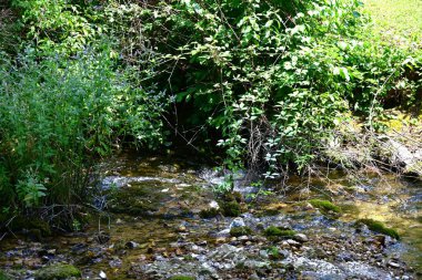 Ormandaki güzel su akıntısı