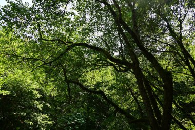 Dağ ormanında yeşil ağaçlar