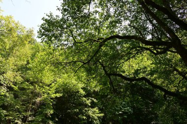 Dağ ormanında yeşil ağaçlar