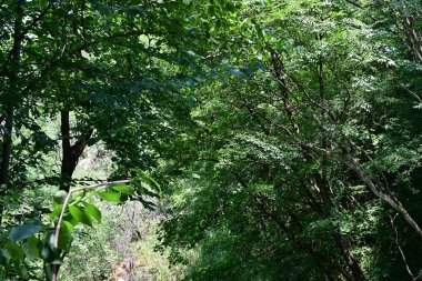Dağ ormanında yeşil ağaçlar