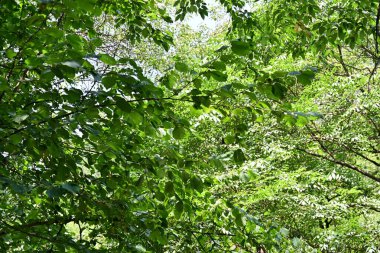 Dağ ormanında yeşil ağaçlar