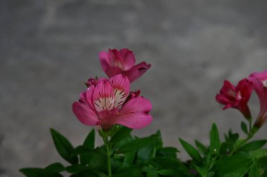 Bahçedeki pembe çiçekleri kapat.