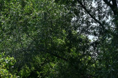 Dağ ormanında yeşil ağaçlar