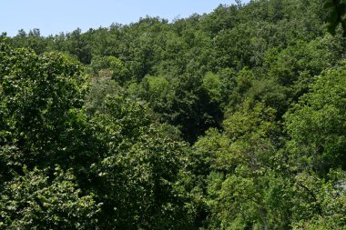 Dağ ormanında yeşil ağaçlar