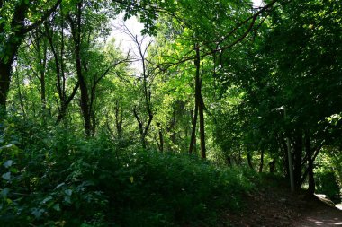 Dağ ormanında yeşil ağaçlar