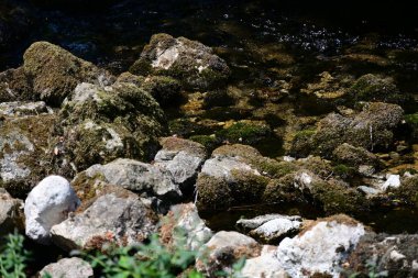 Ormandaki güzel su akıntısı