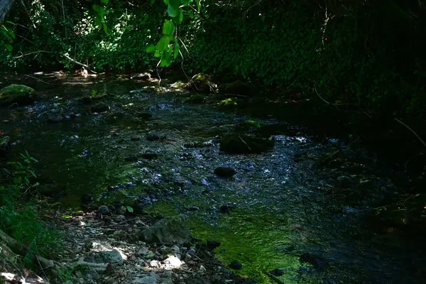 Ormandaki güzel su akıntısı